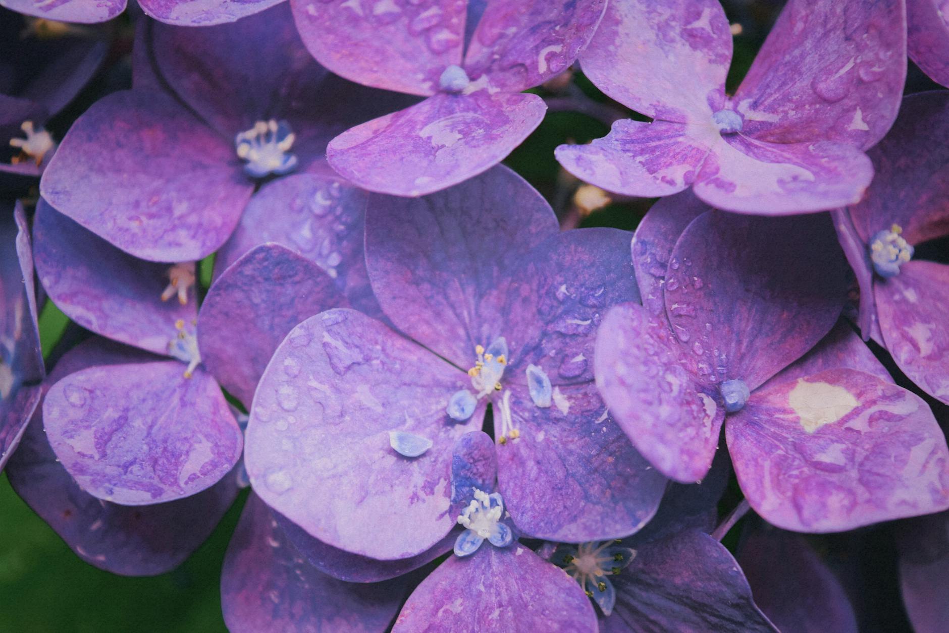 purple hydrangeas